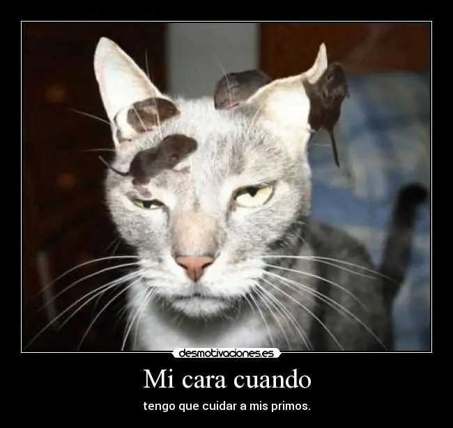 fotos