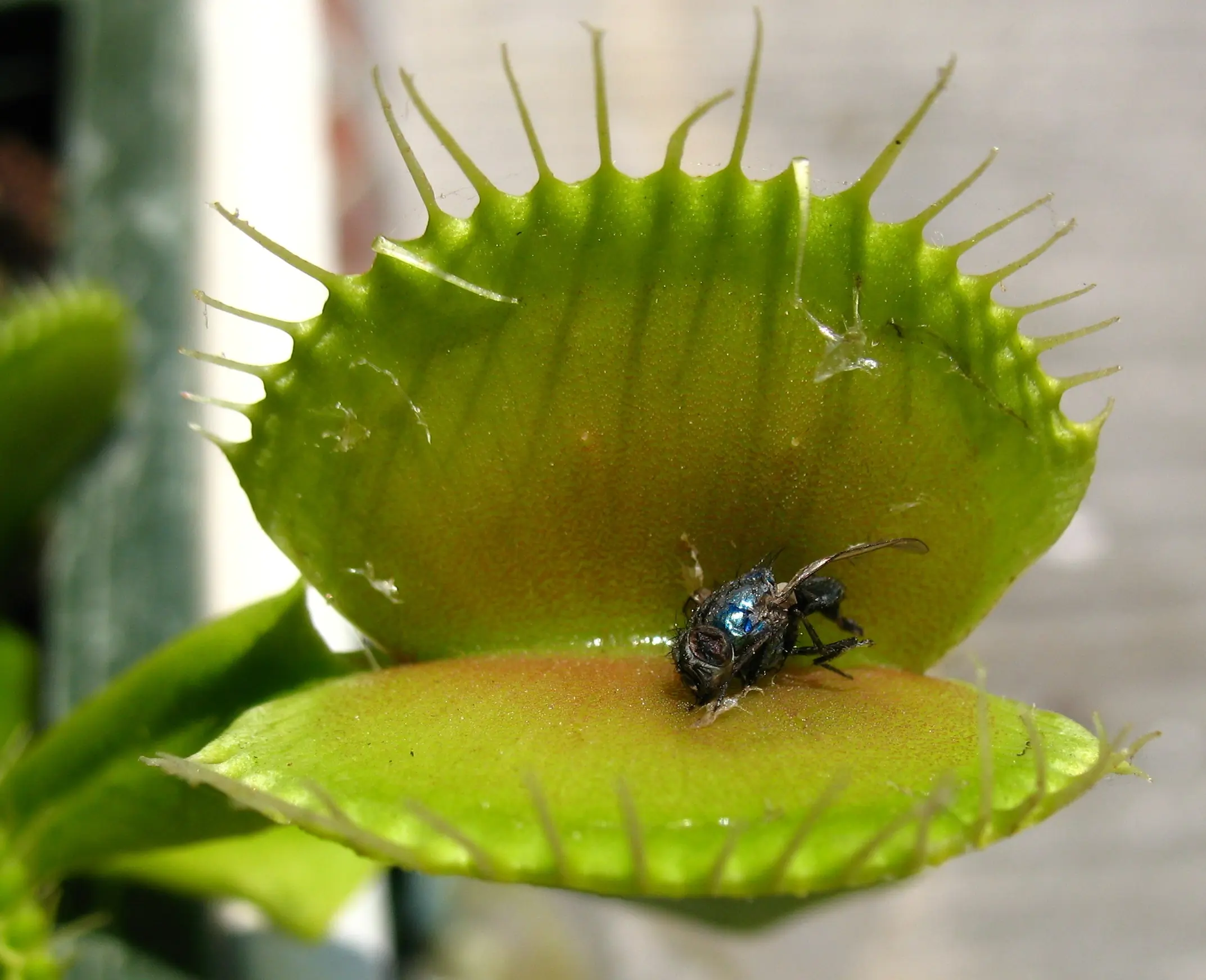 carnivoras