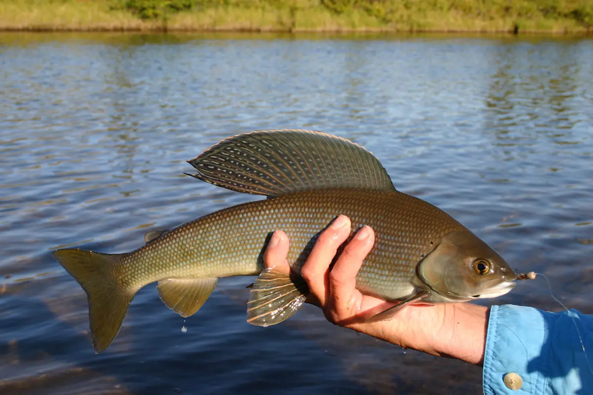 Premios al reino animal