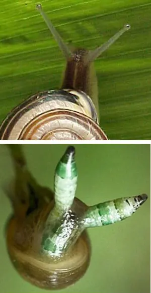 insectos