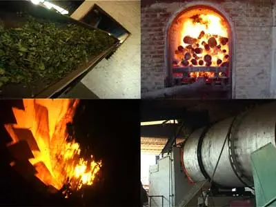 Ciclo productivo de la yerba mate