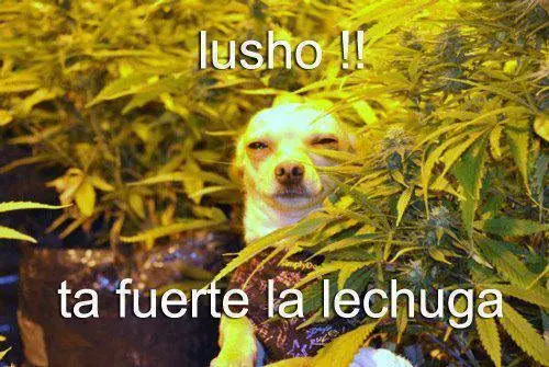 reir