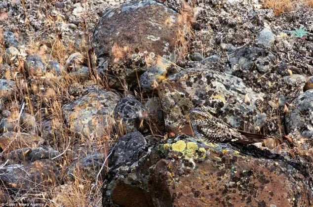 ninjas en la naturaleza silvestre..camuflajes sorprendentes