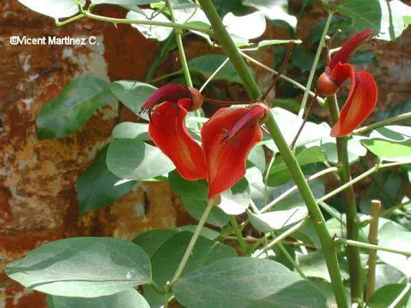 EL CEIBO Nuestro árbol y flor nacional (Rep. Argentina)