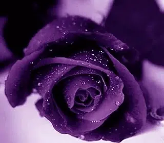 rosas