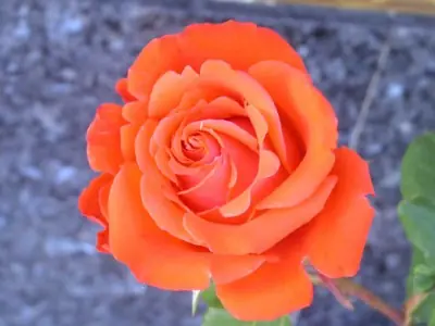 siginifado