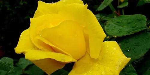 rosas
