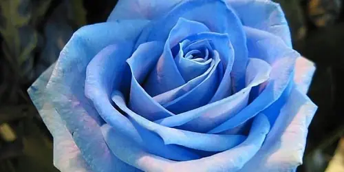 Rosas(significado segun color)