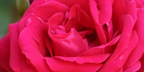 color