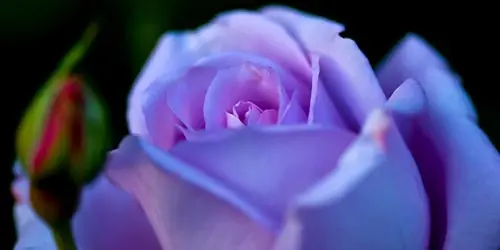 violeta