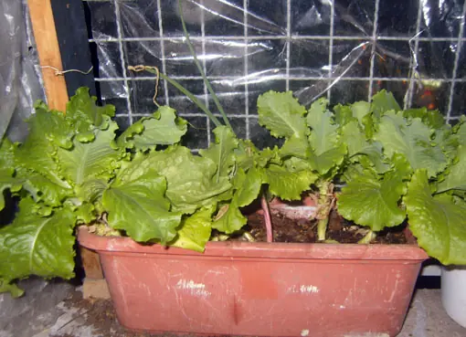 Para sembrar lechuga en casa (incluso en depto)