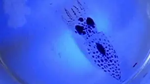 Inventan un robot camaleónico