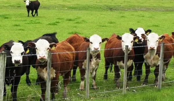 Vacuna contra la diarrea viral bovina