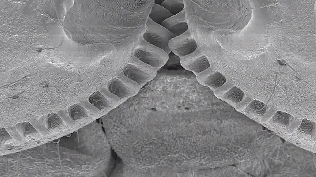 Engranaje mecanico en cuerpo de un insecto