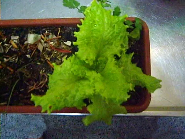 cultivo de lechuga