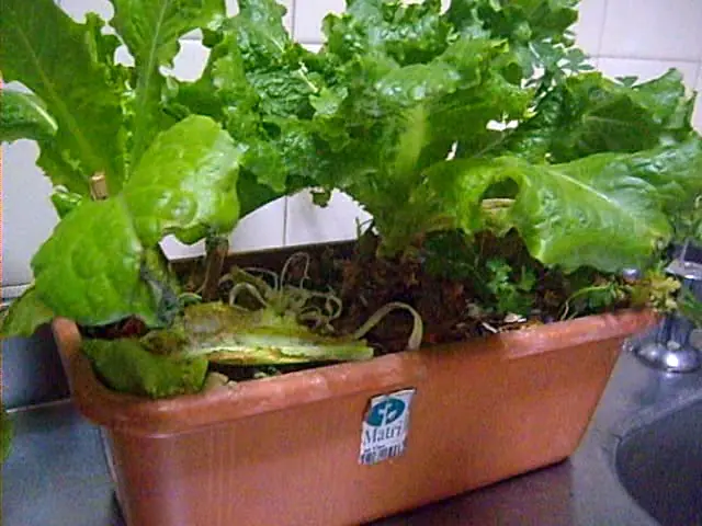 lechuga