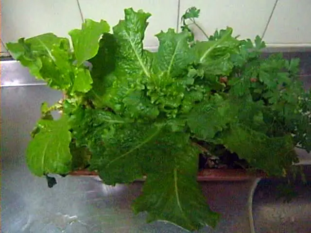 agricultura urbana