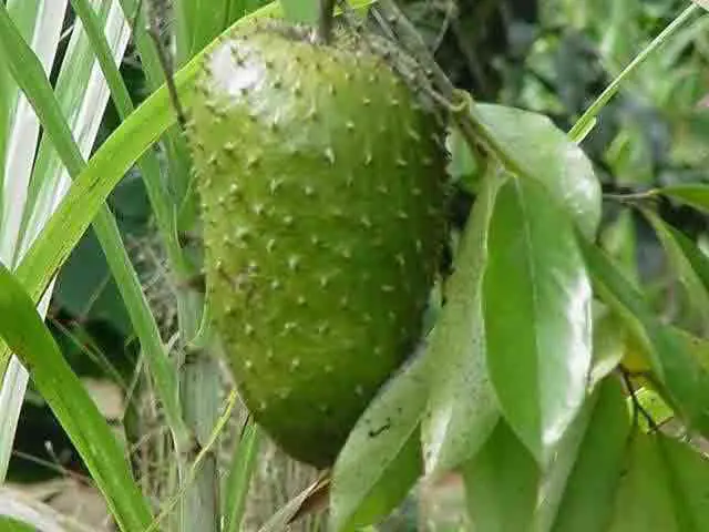 El anti-cancerigeno mas poderoso