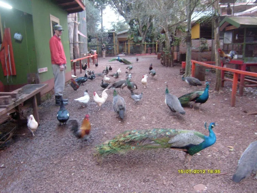 Animales