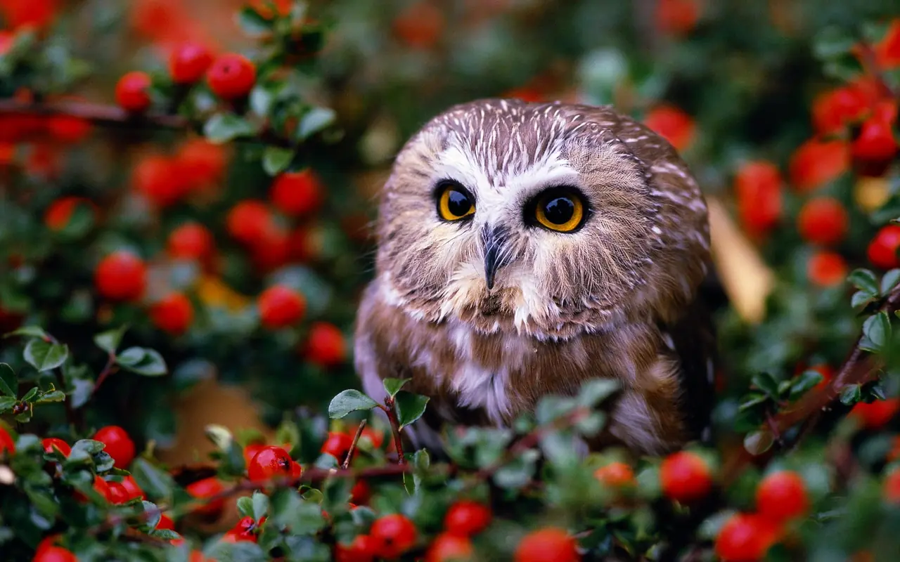 fauna
