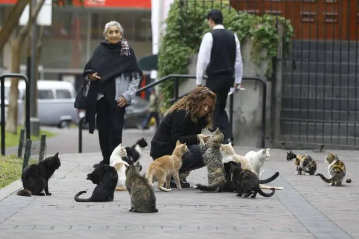 "Curruñao", el festival donde sacrifican gatos pa
