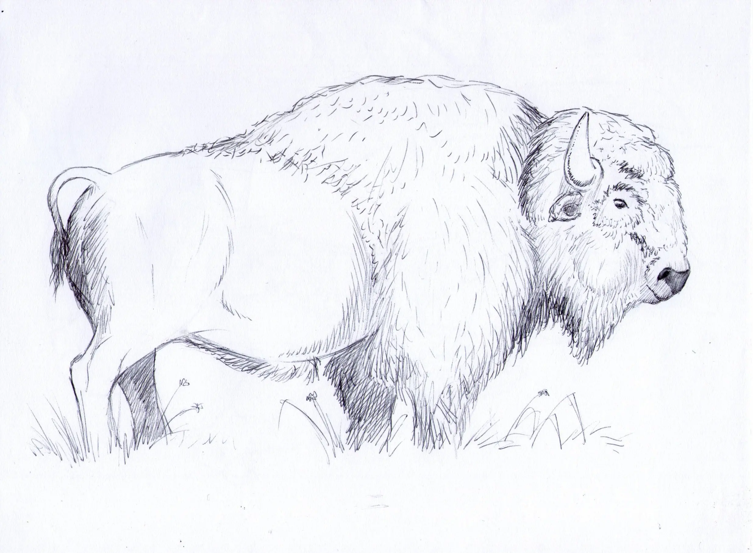 boceto