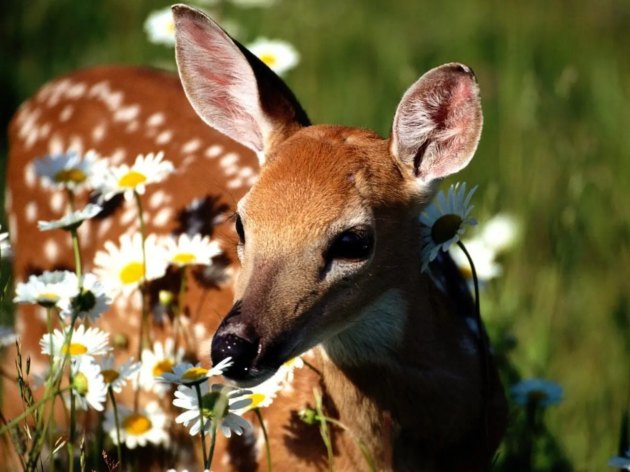 flora