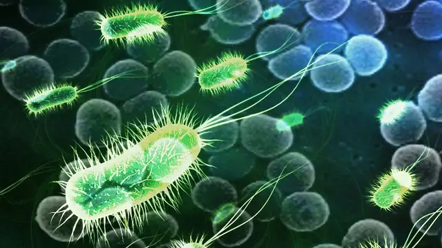 Bacterias crean electricidad a partir de aguas residuales