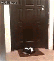 Gifs
