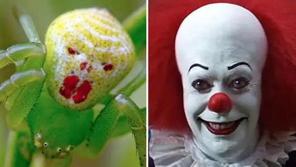 Las arañas mas venenosas del planeta