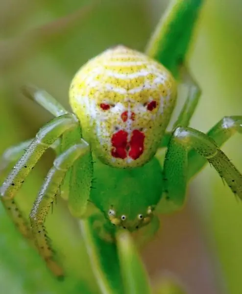 aracnidos