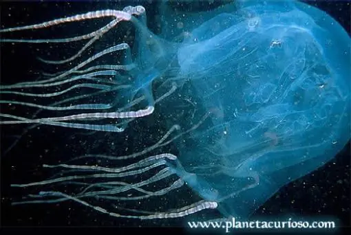 Los animales más venenosos del mundo