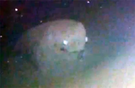 Extraña criatura filmada en profundidades del mar Japones