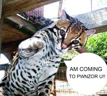 Ubuntu 11.10 nombrado ‘Oneiric Ocelot’