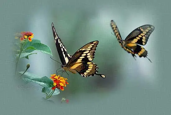 pareja