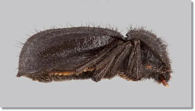linnaeus