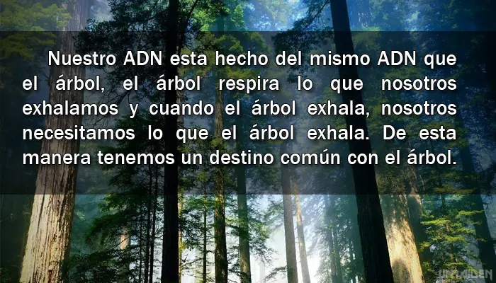 divinidad