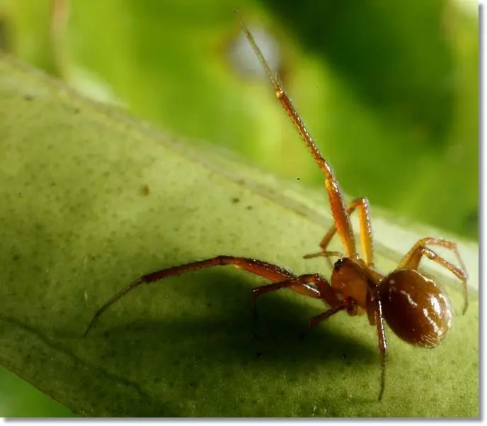 insectos