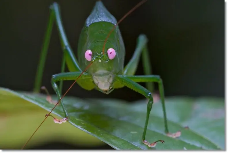 entomologia