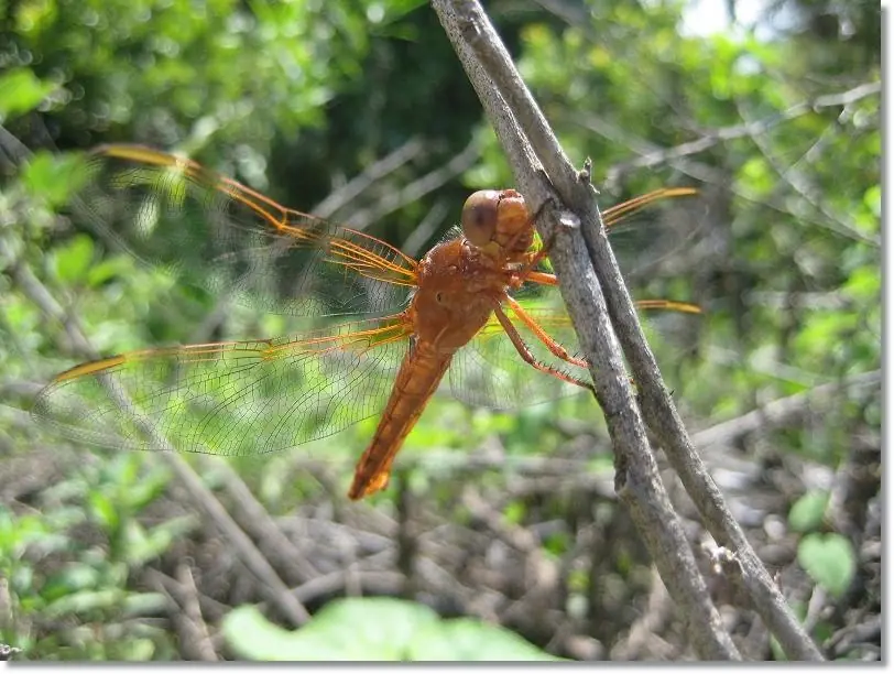 entomologia