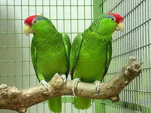 mas