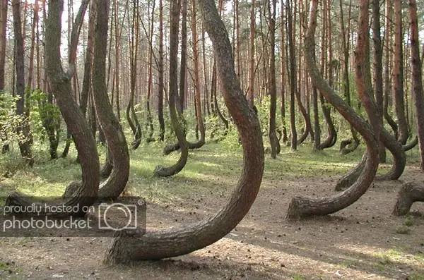 El bosque de los árboles torcidos... Increíble