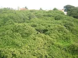 cuevas