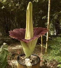 naturalesa