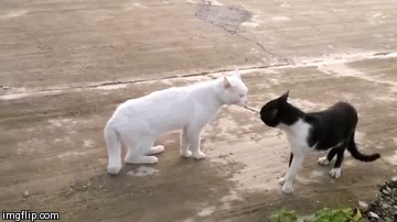 Gatos Lokillos