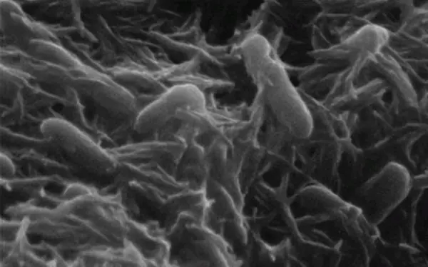 Generar electricidad a partir de las bacterias de la basura