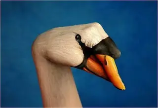 plastilina