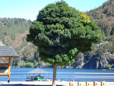 san martin de los andes