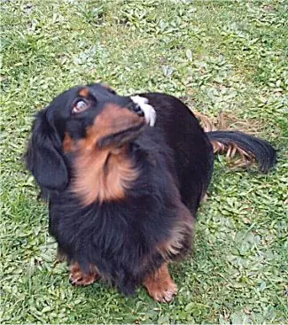 El Perro Salchicha (Dachshund)