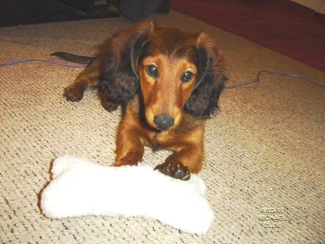 dachshund